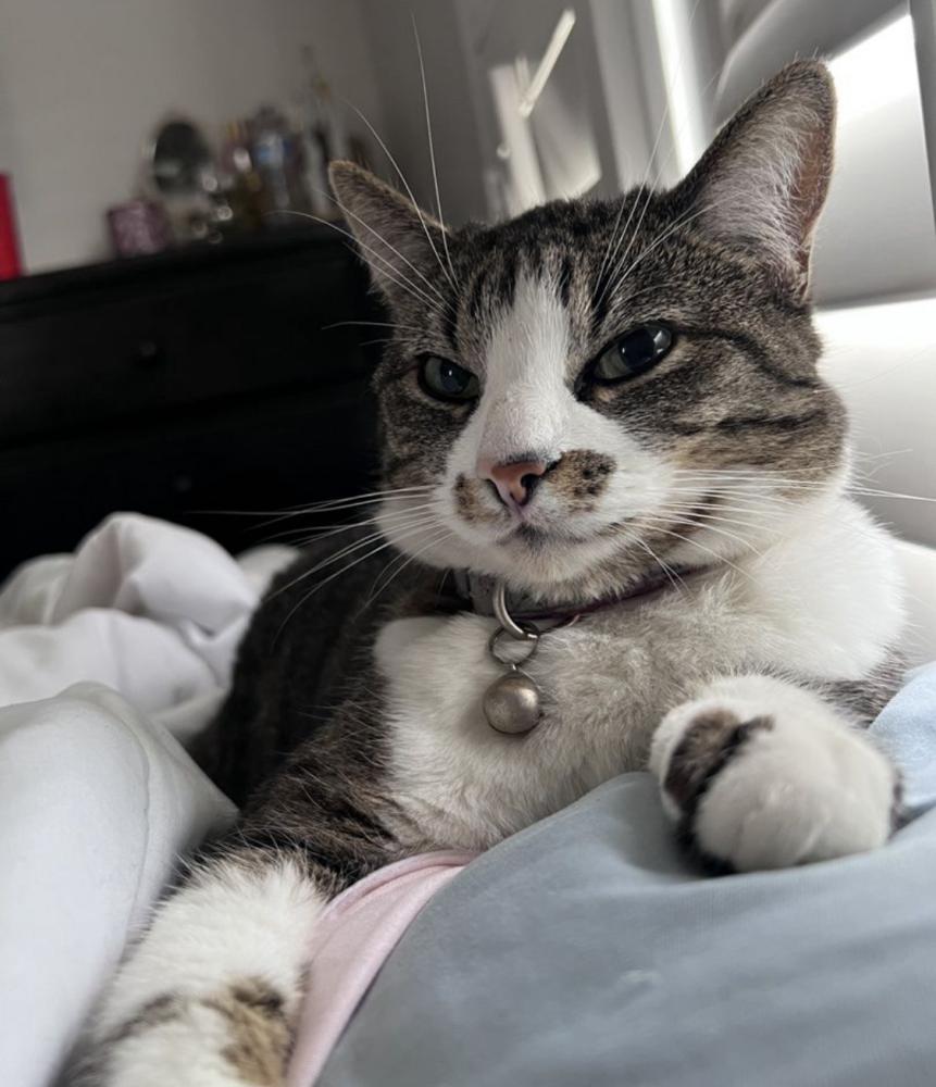 Image of UNA, Lost Cat