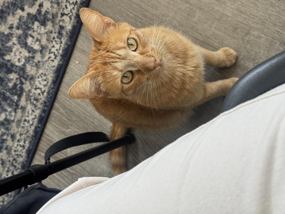 Image of Simba, Lost Cat