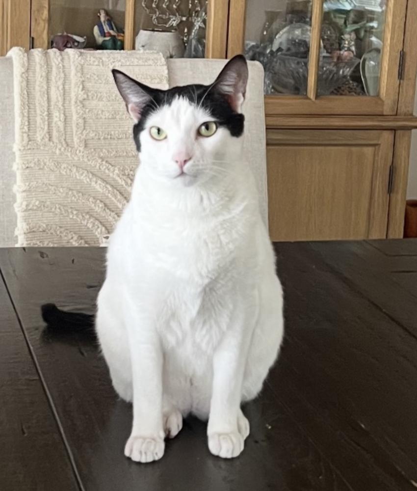 Image of Dobby, Lost Cat