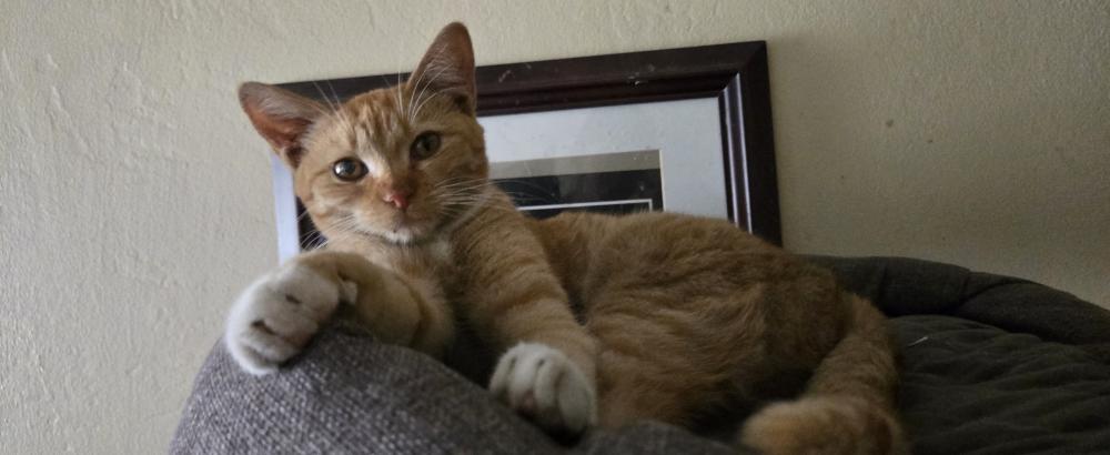 Image of Nala, Lost Cat