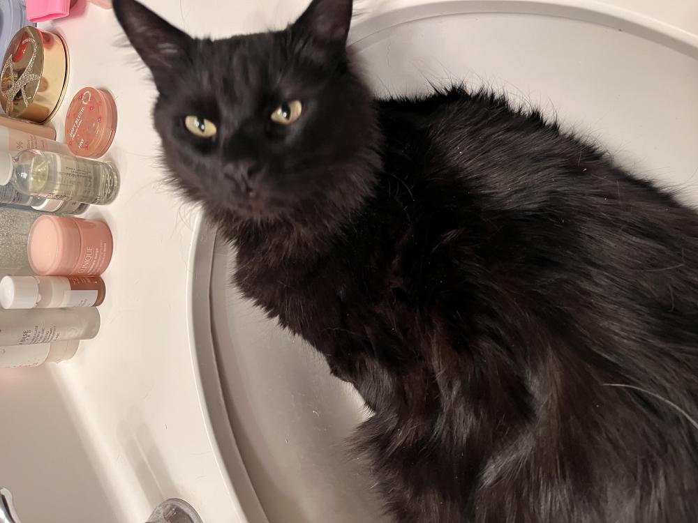 Image of Cola, Lost Cat