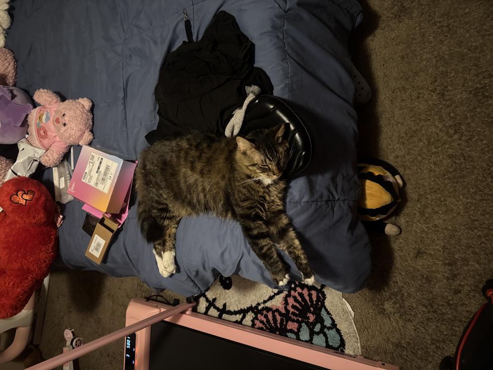 Image of Ollie, Lost Cat