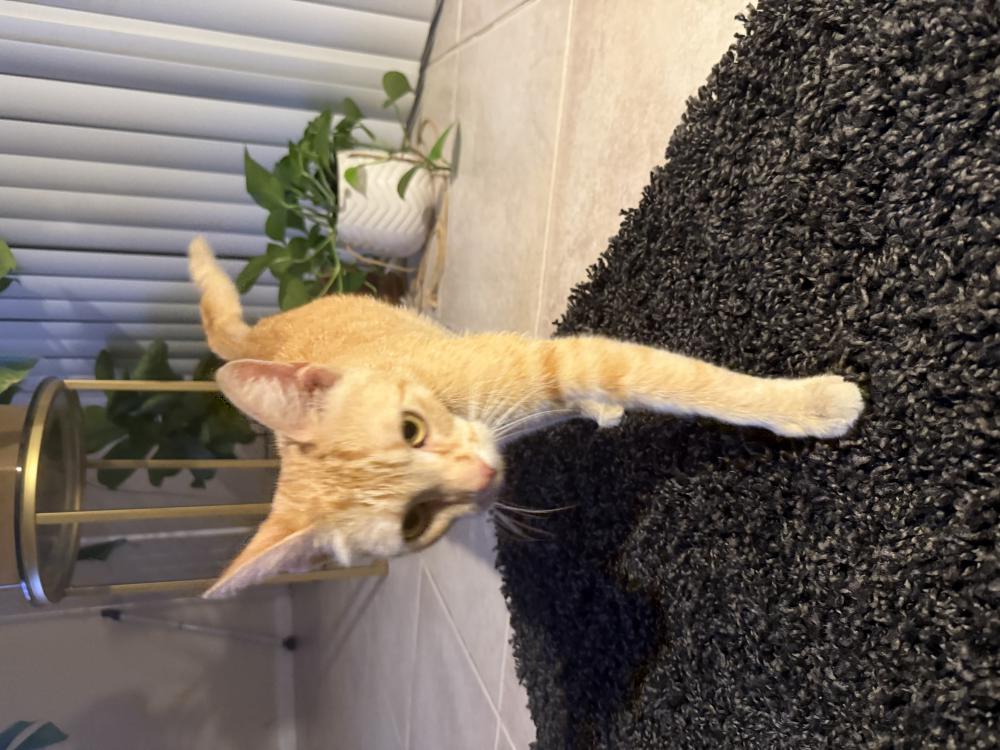 Image of Unknown, Found Cat