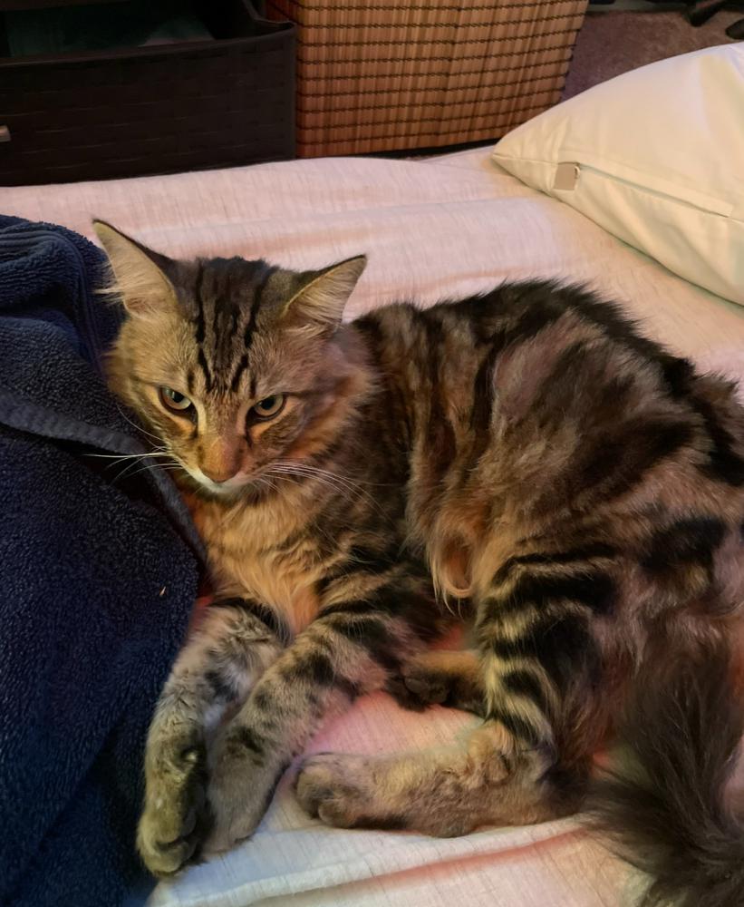 Image of Wallace, Lost Cat