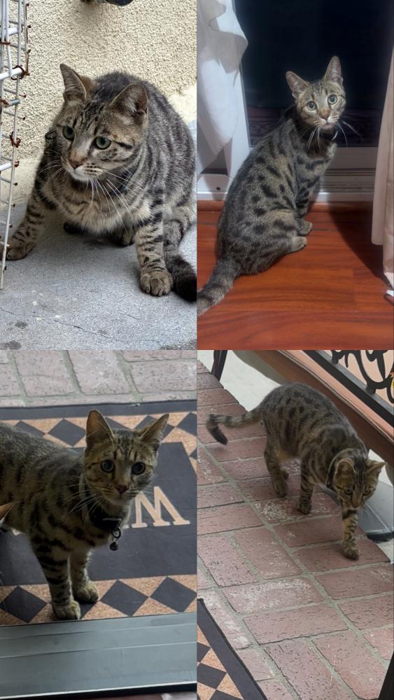Image of Cleo, Lost Cat