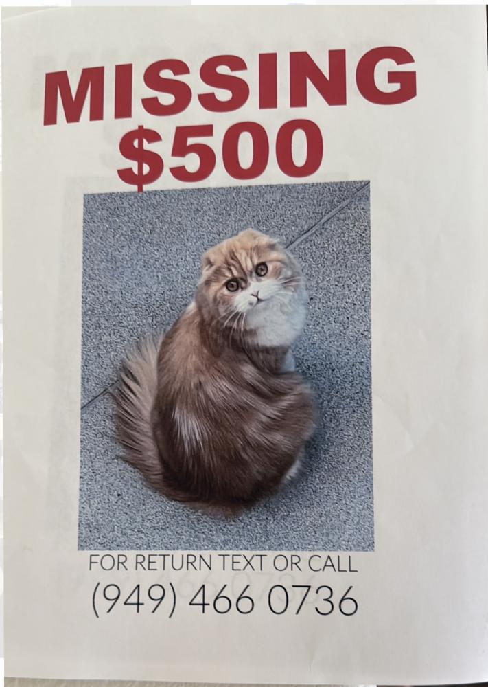 Image of Funya, Lost Cat
