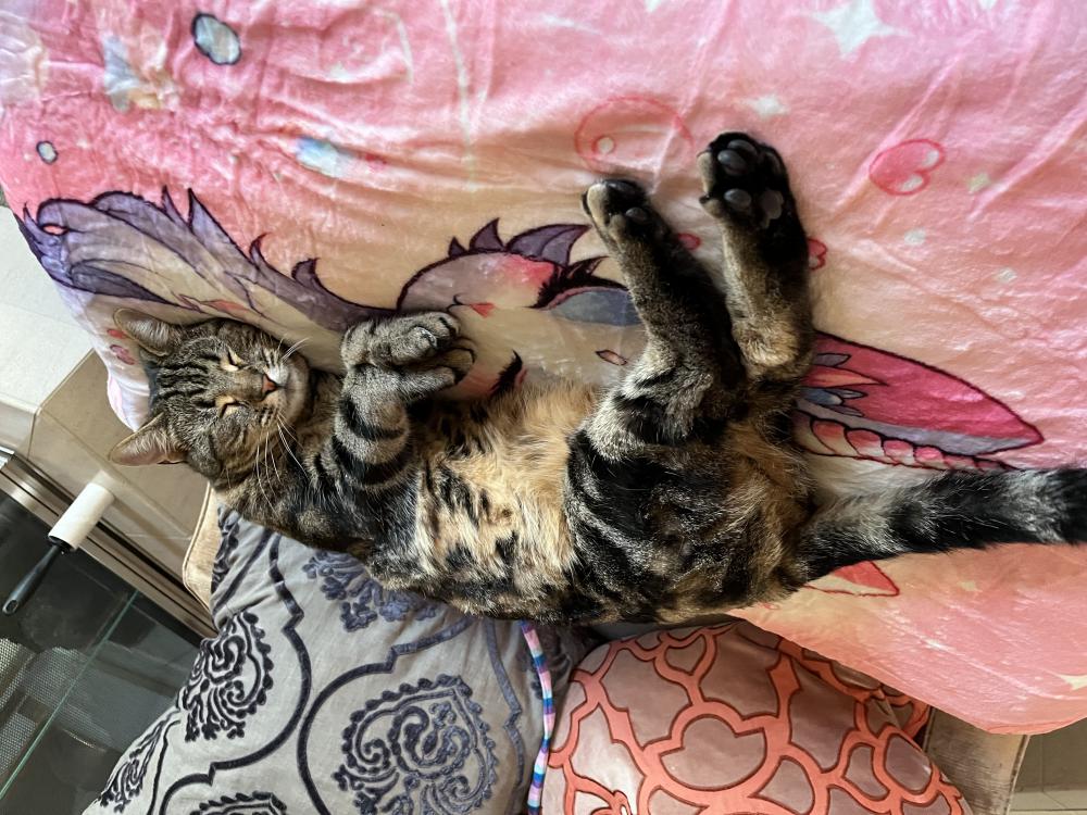 Image of Bonsai, Lost Cat