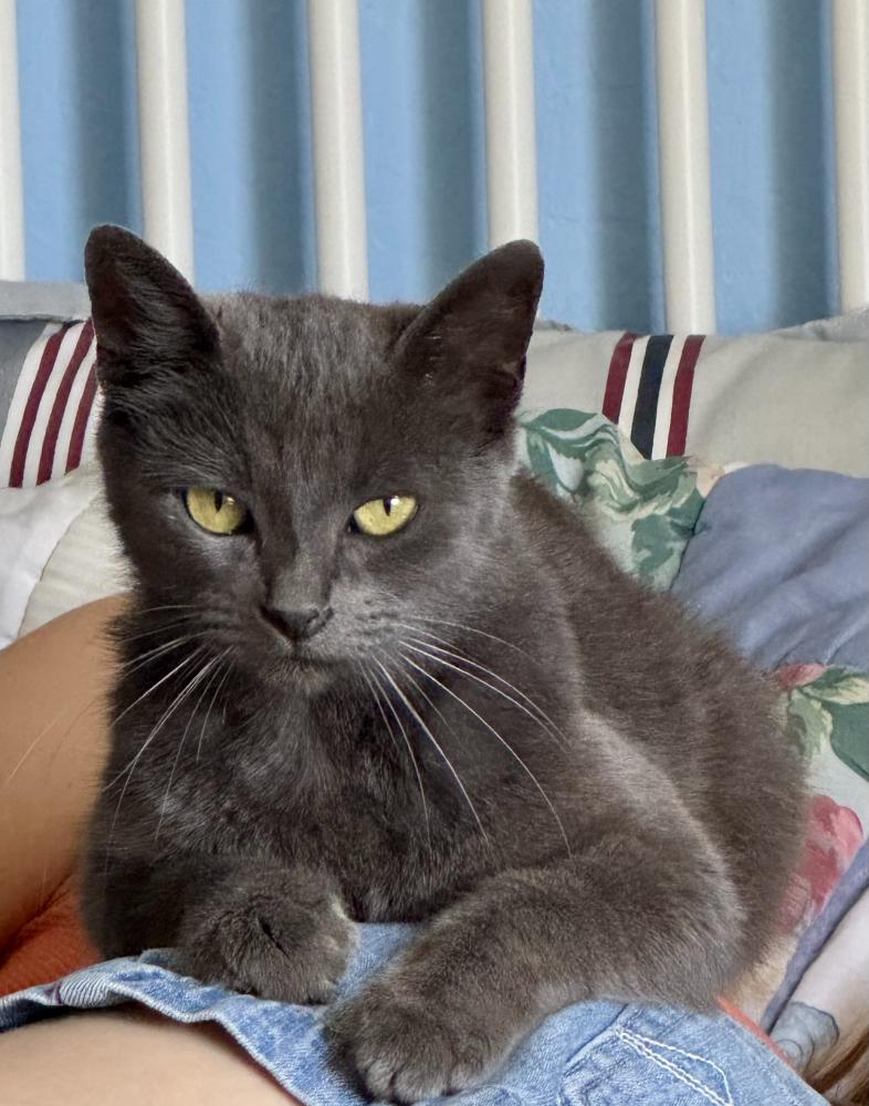 Image of unknown, Found Cat