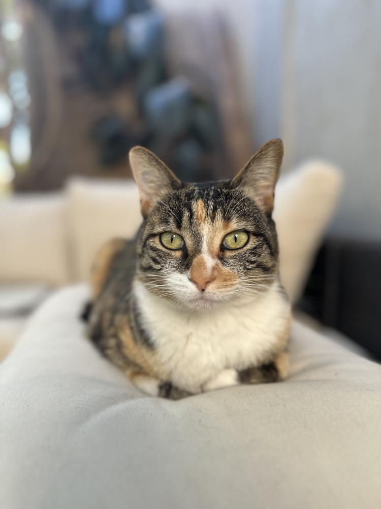 Image of Freya, Lost Cat