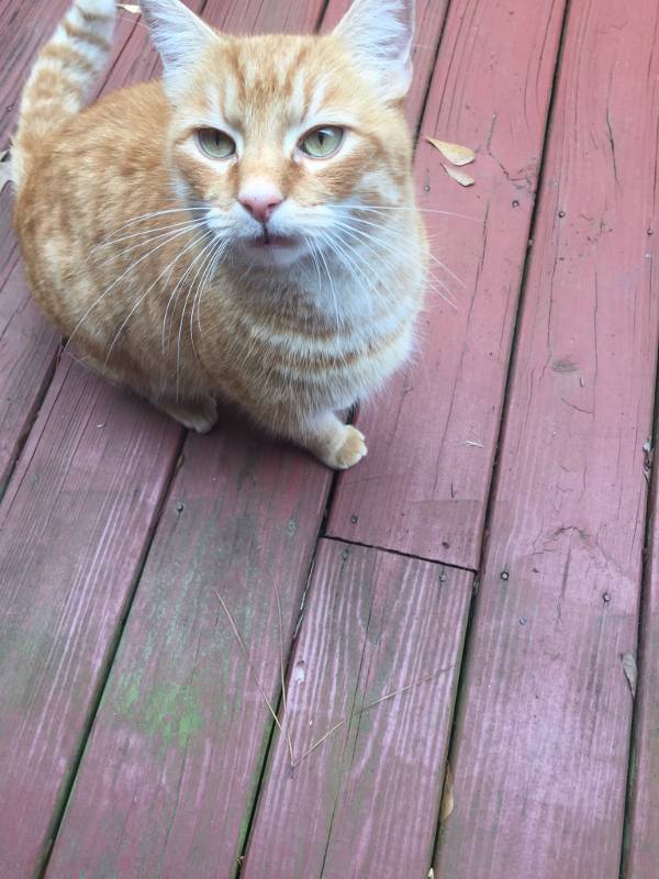 Found Cat American Shorthair in DECATUR, GA - Lost My Kitty