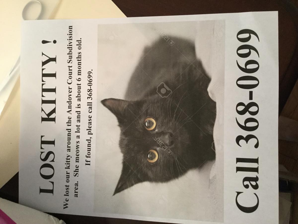 Lost Cat Bombay in KNOXVILLE, TN - Lost My Kitty