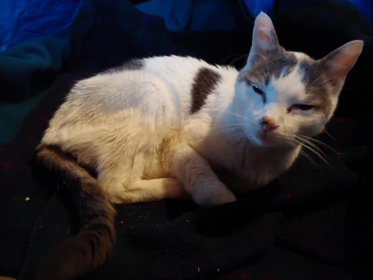 Found Cat Unknown in SNOHOMISH, WA - Lost My Kitty