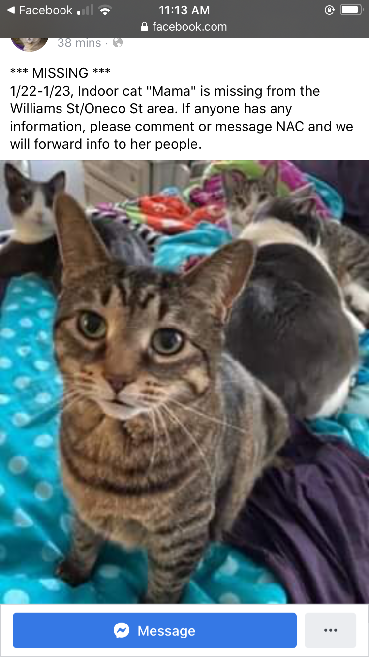 Lost Cat Unknown in NORWICH, CT - Lost My Kitty