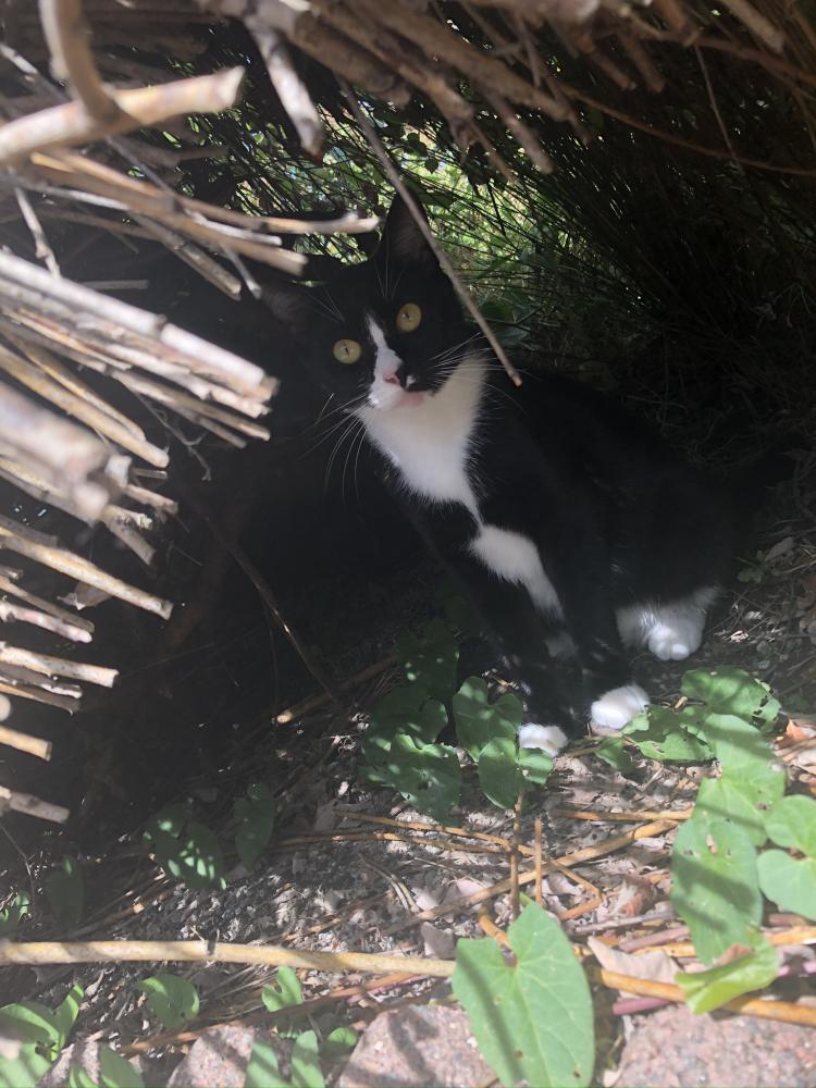 Lost Cat Domestic Short Hair in EVERETT, WA - Lost My Kitty