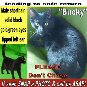 Lost Cat Bucky