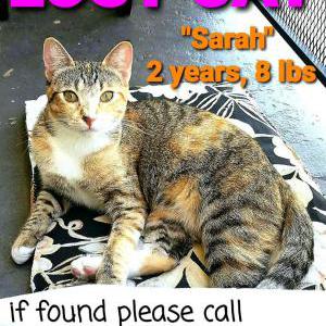 Lost Cat Sarah
