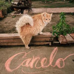 Lost Cat Canelo
