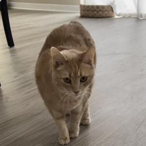 Lost Cat Fig