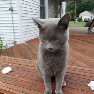 Lost Cat UNKOWN maybeThumper