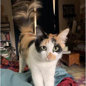 Image of Tiki, Lost Cat
