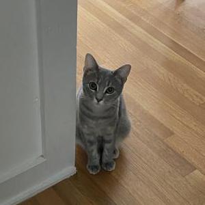 Image of Mitzi, Lost Cat