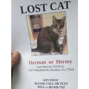Lost Cat Herman