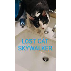 Lost Cat Skywalker