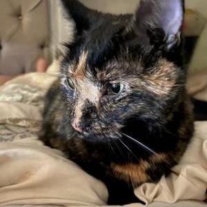 Lost Cat Gypsy Lynn