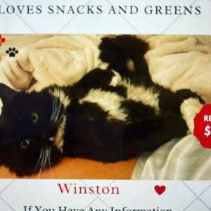 Lost Cat Winston