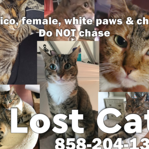 Lost Cat Day May