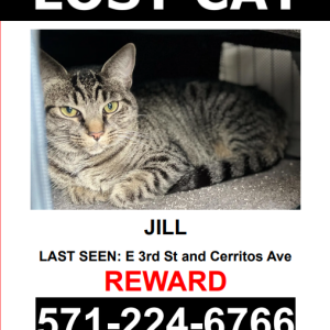 Lost Cat Jill