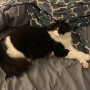 Image of Clarabelle, Lost Cat