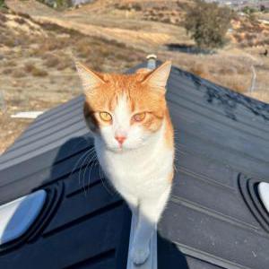 Image of Mister Fox, Lost Cat