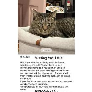 Lost Cat Leila