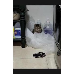 2nd Image of Lilo, Lost Cat