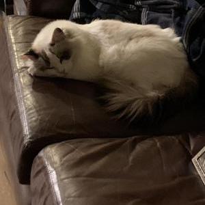 Image of mimi, Lost Cat