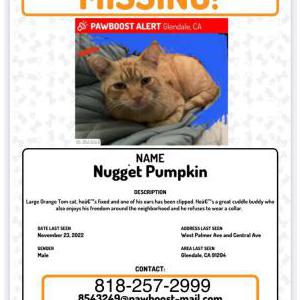Image of Nugget Pumpkin, Lost Cat