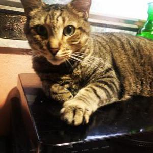 Lost Cat Wittles (Mr Wittles)