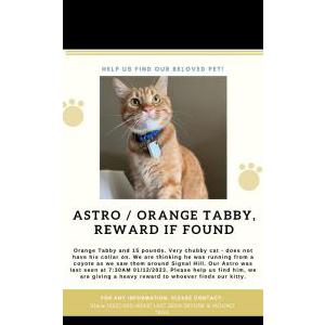 Lost Cat Astro