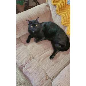 Black Kitten Missing from Applewood, Swords since July 14th