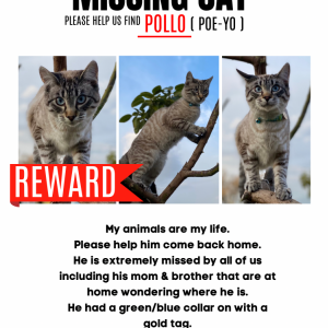 Lost Cat Pollo (Poe-yo)