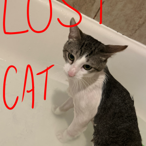 Image of Timothy, Lost Cat