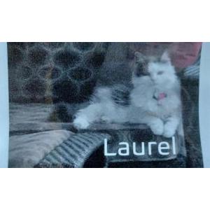 Lost Cat Laurel