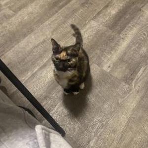 Lost Cat gilly