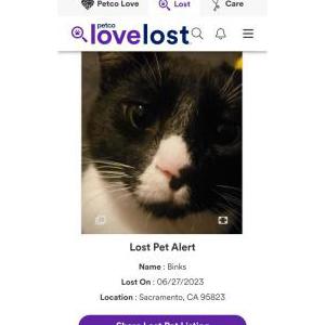Lost Cat Binks /Johnny