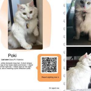 Image of Poki, Lost Cat