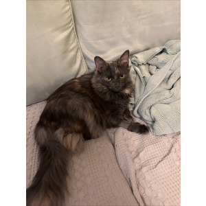 Lost Cat Maizy