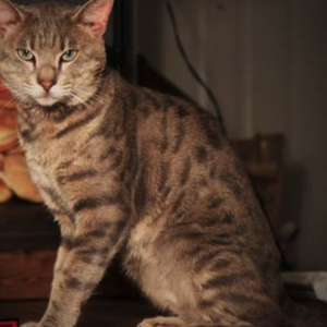 Lost Cat Kingsley