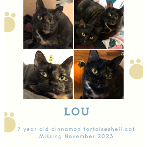 Lost Cat Lou