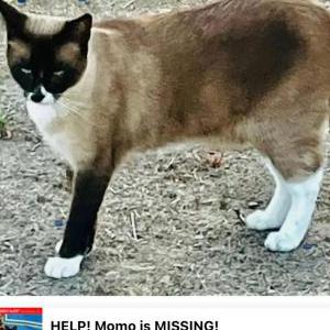 Lost Cat Momo